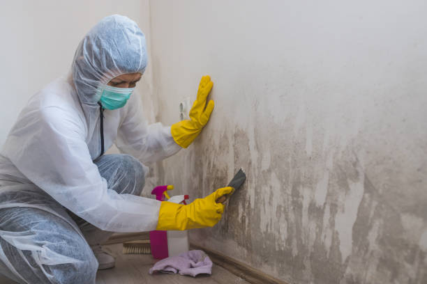 Best Mold Prevention Services  in Bowman, ND