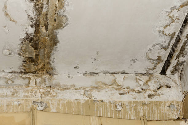 Best Commercial Mold Inspection  in Bowman, ND