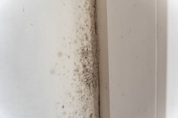 Best Environmental Consulting for Mold Prevention  in Bowman, ND